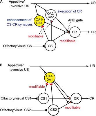 Application of a Prediction Error Theory to Pavlovian Conditioning in an Insect